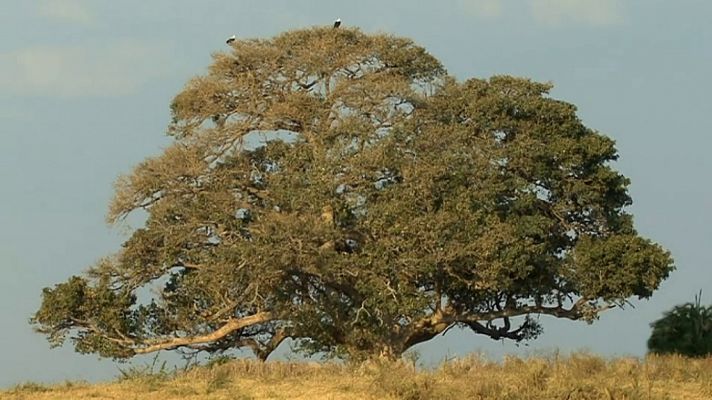 El árbol del león