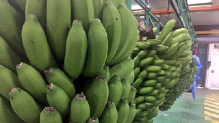 El cultivo del plátano canario