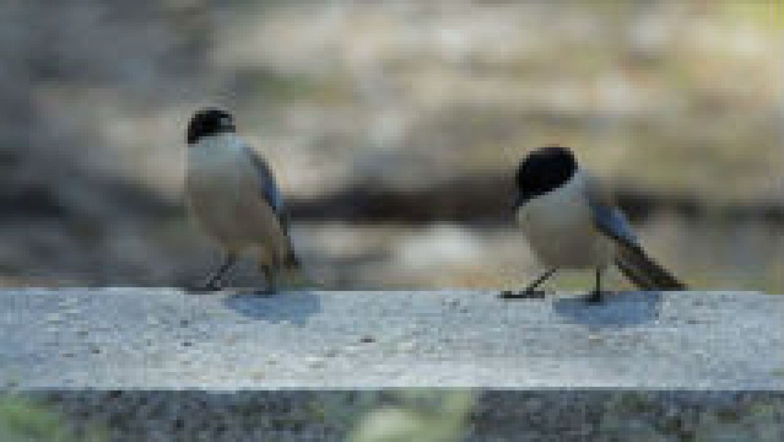 La elegancia en el campo