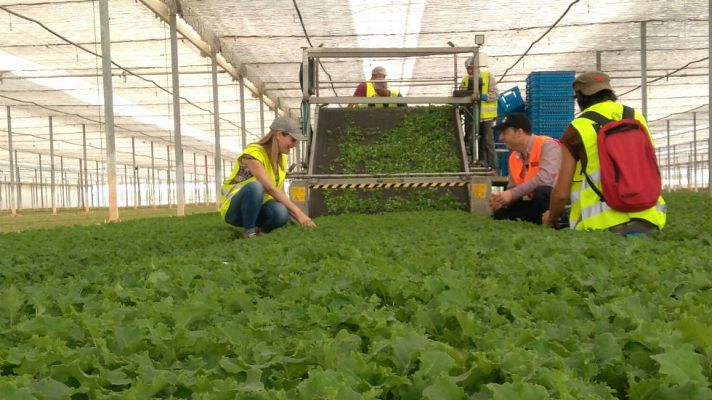 Aquí la Tierra - ¿Qué es el baby kale?