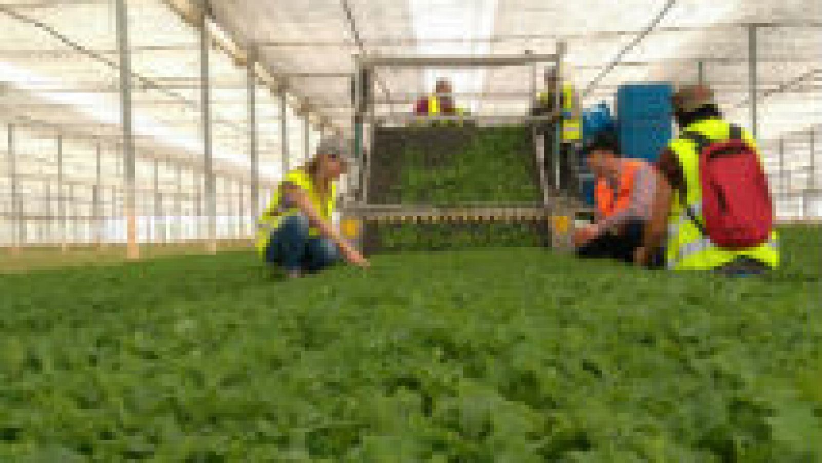  ¿Qué es el baby kale?