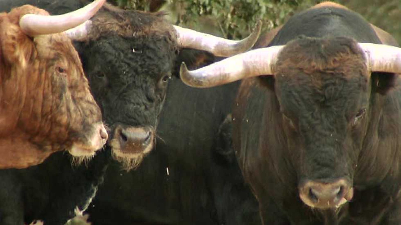 Encastes - Vazqueña - ver ahora