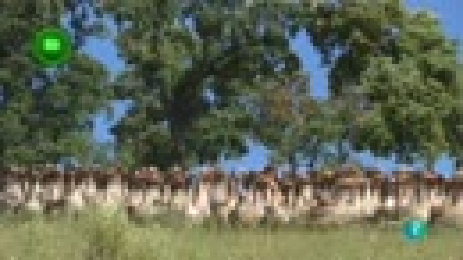 Agrosfera - En clave rural - Piedrahíta