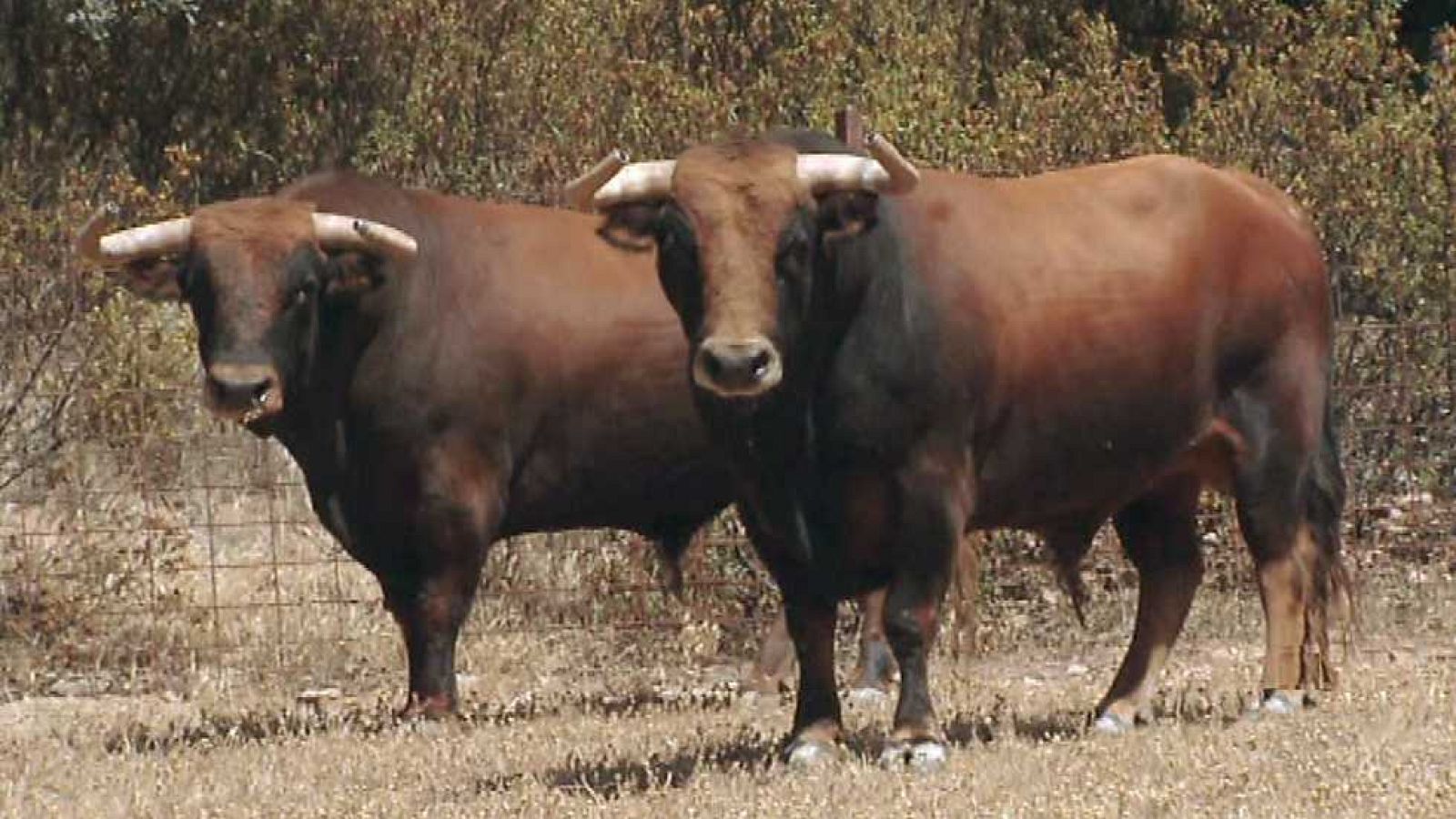 Encastes - Alcurrucén y Torrestrella - ver ahora