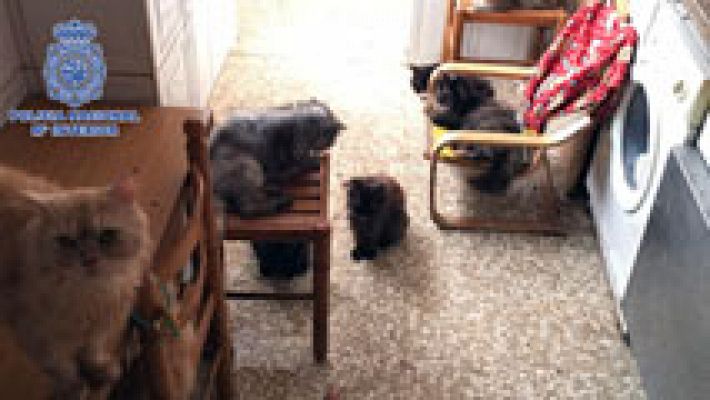 Telediario 1 - Detienen a un matrimonio por un nuevo caso de abandono animal