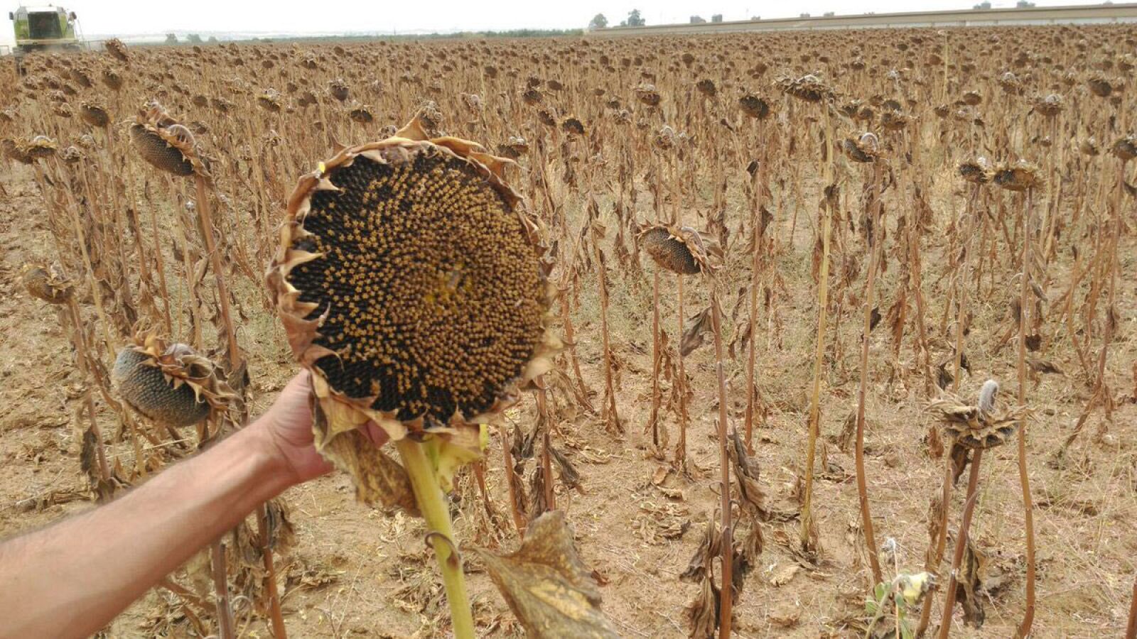 El cultivo de los girasoles