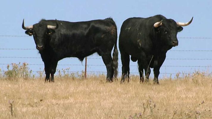 Encastes - Atanasio-Lisardo