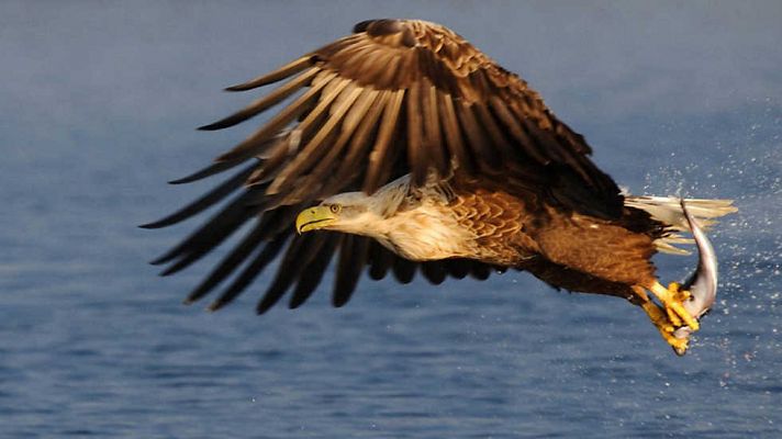 El rey de los mares. El águila marina