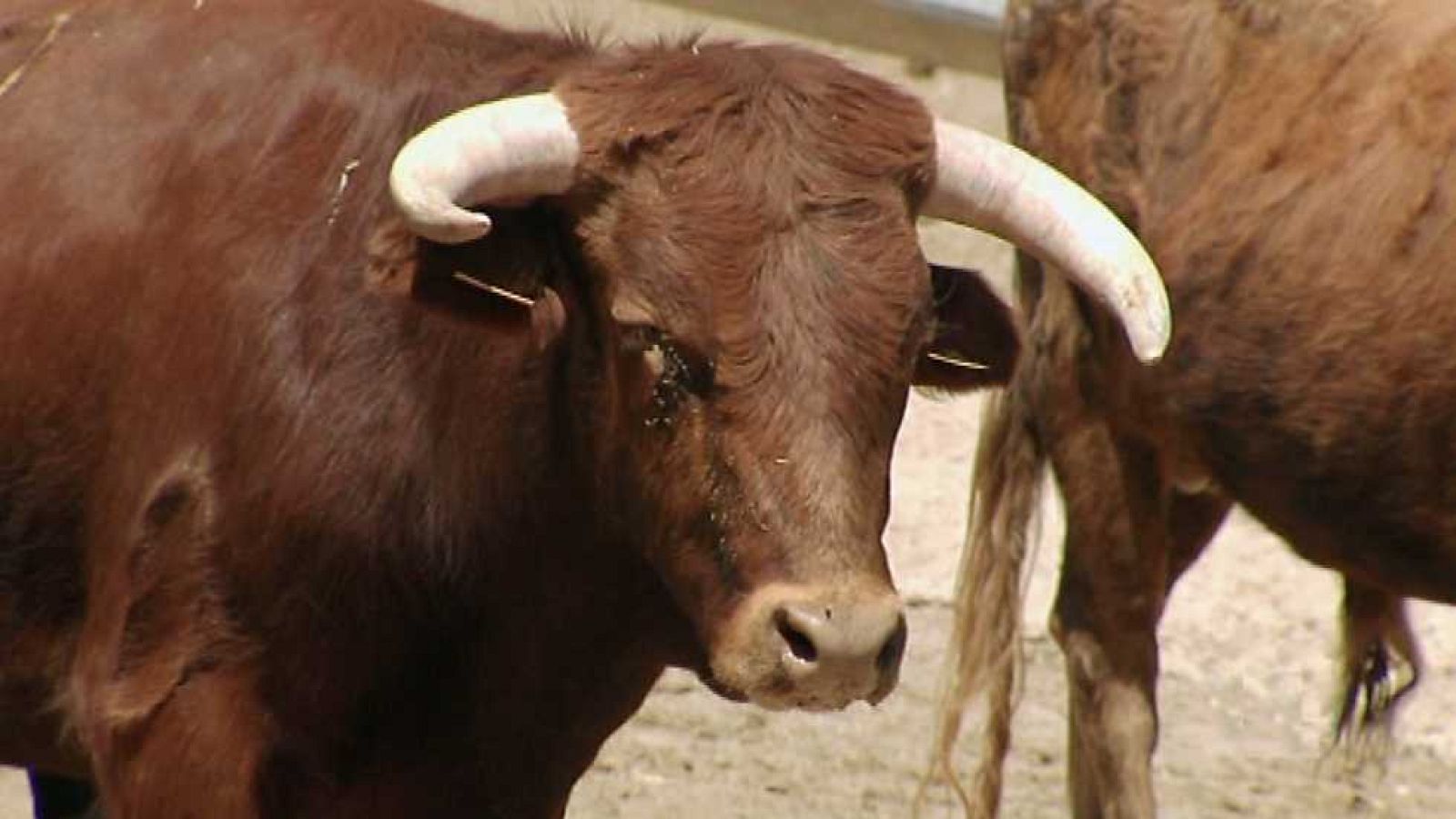 Encastes - Casta Jijona y Casta Navarra - ver ahora