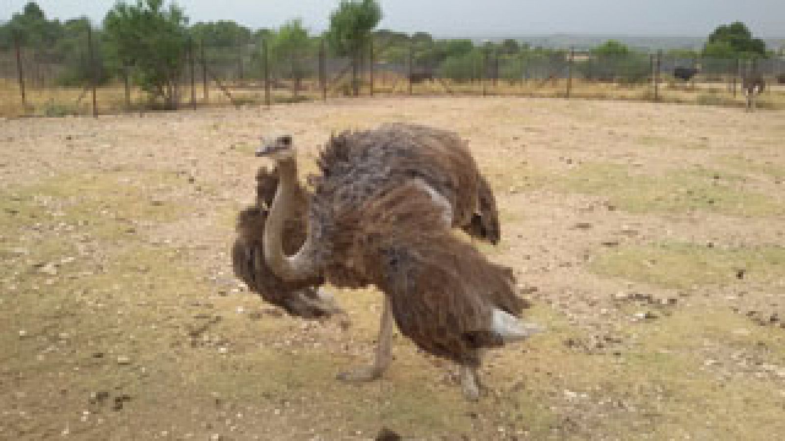 España Directo: Una granja de avestruces  | RTVE Play