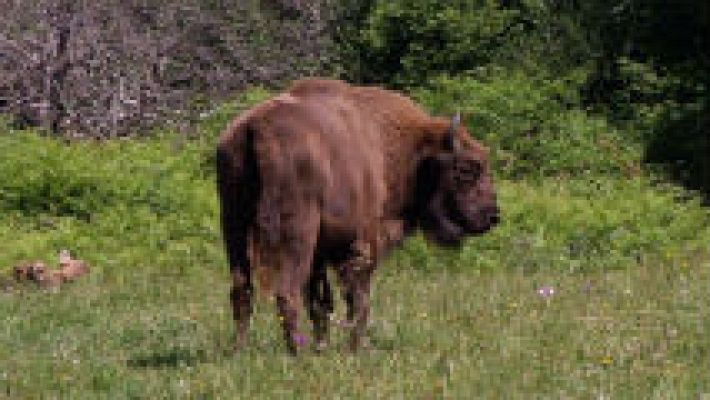 Aquí la Tierra - El bisonte: de la prehistoria a nuestros días