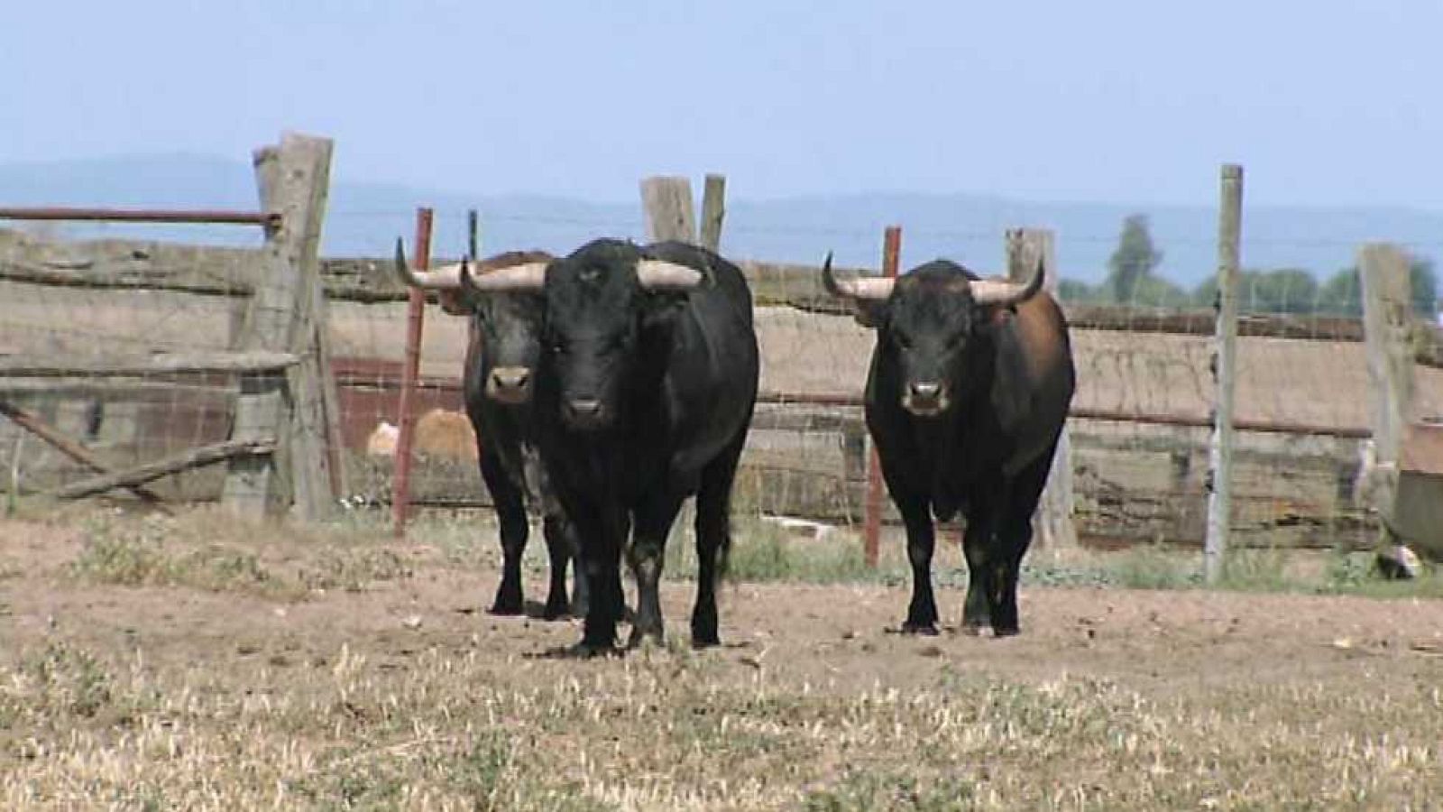 Encastes - Cabrera y Cuadri - ver ahora