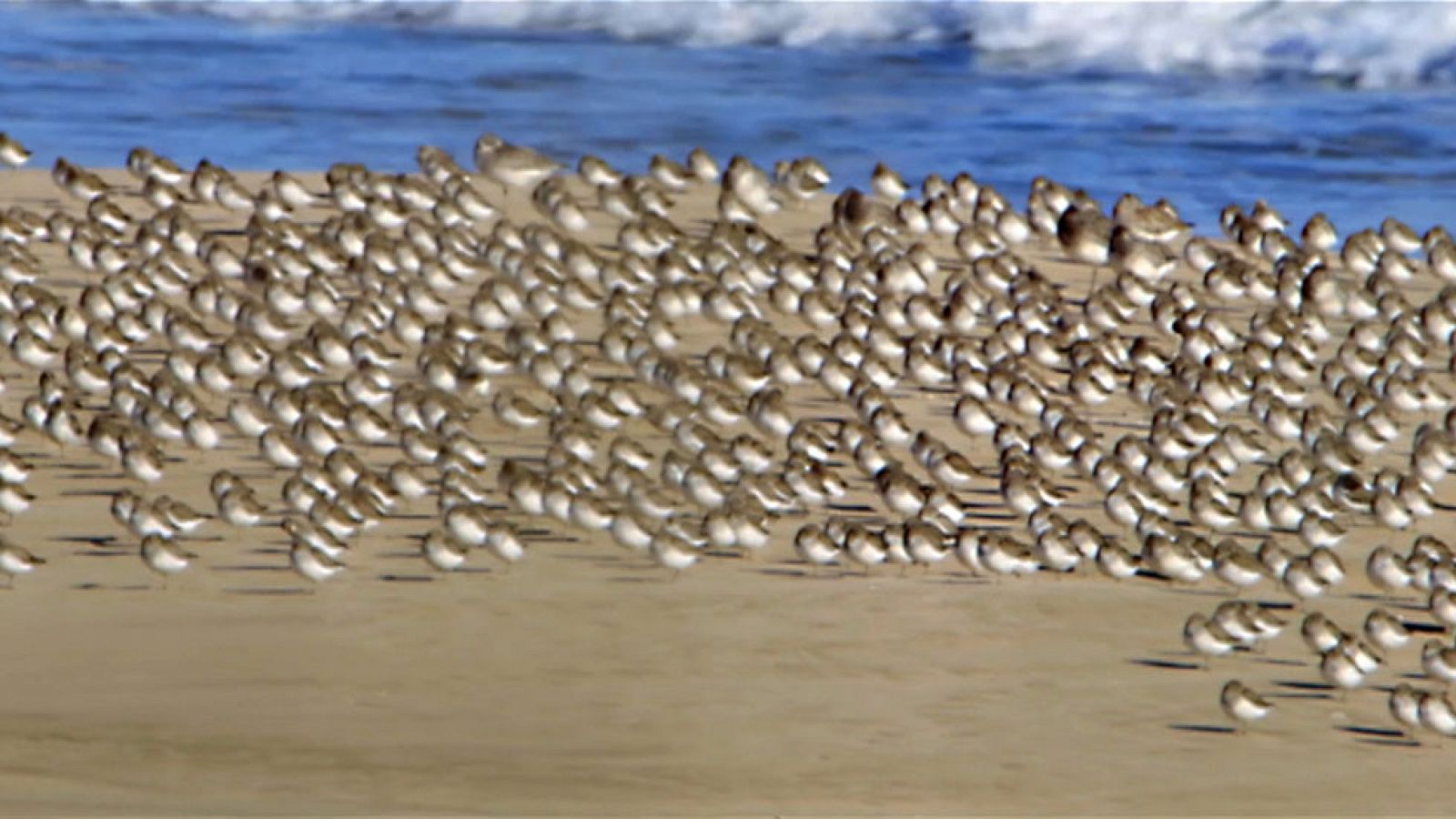 Red Natura 2000 - Turismo ornitológico en la Albufera de Valencia - Avance