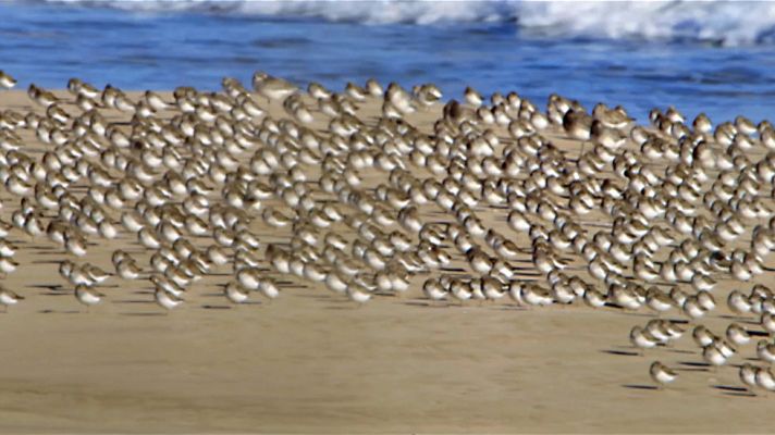 Turismo ornitológico en la Albufera de Valencia - Avance