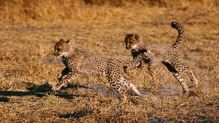 Vida salvaje. El Serengueti, la gran aventura africana