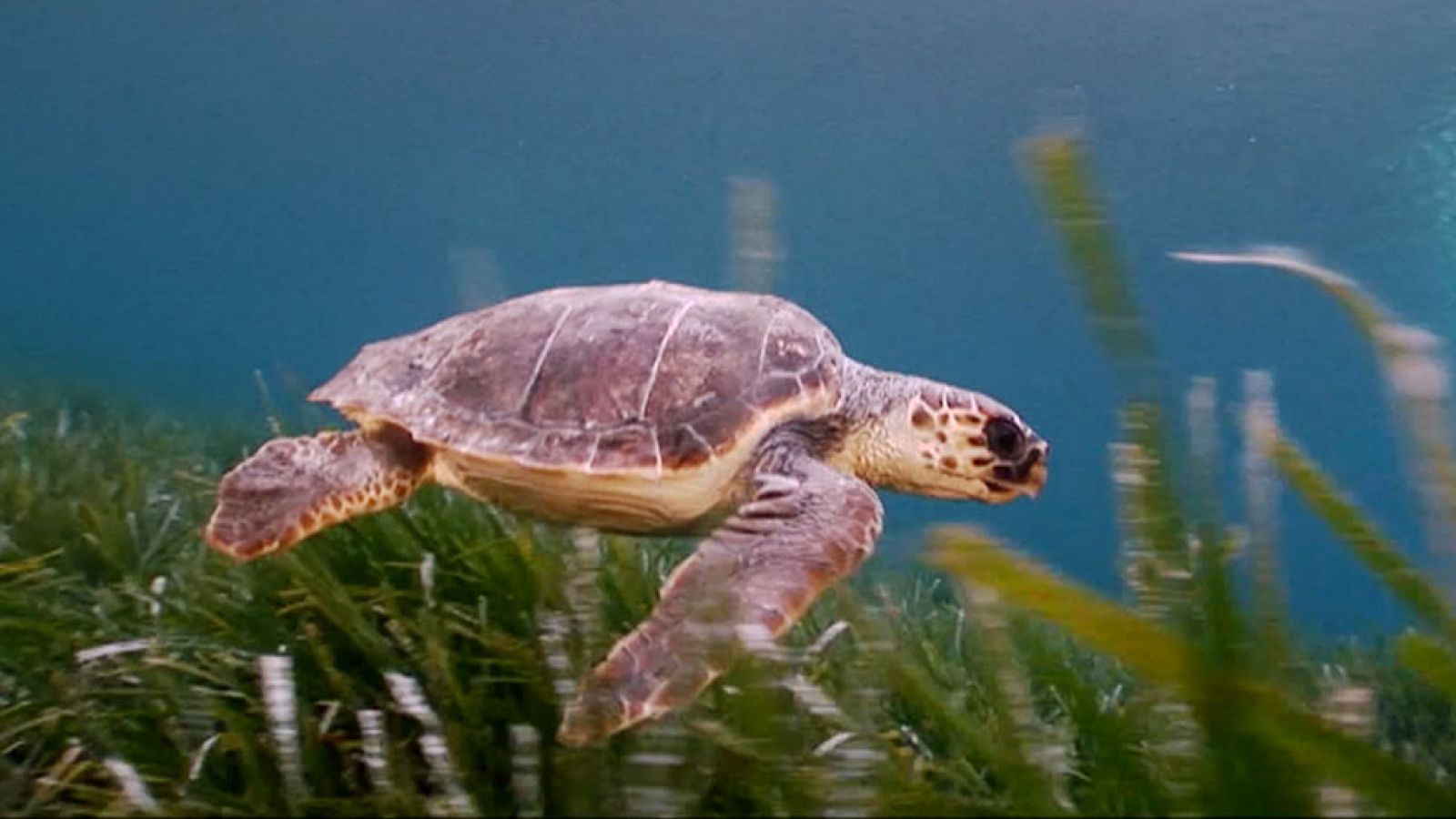 Red Natura 2000 - La Mola. Formentera 