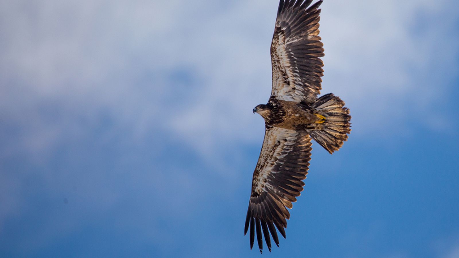 Grandes documentales - El Rey de las montañas: El águila real - ver ahora