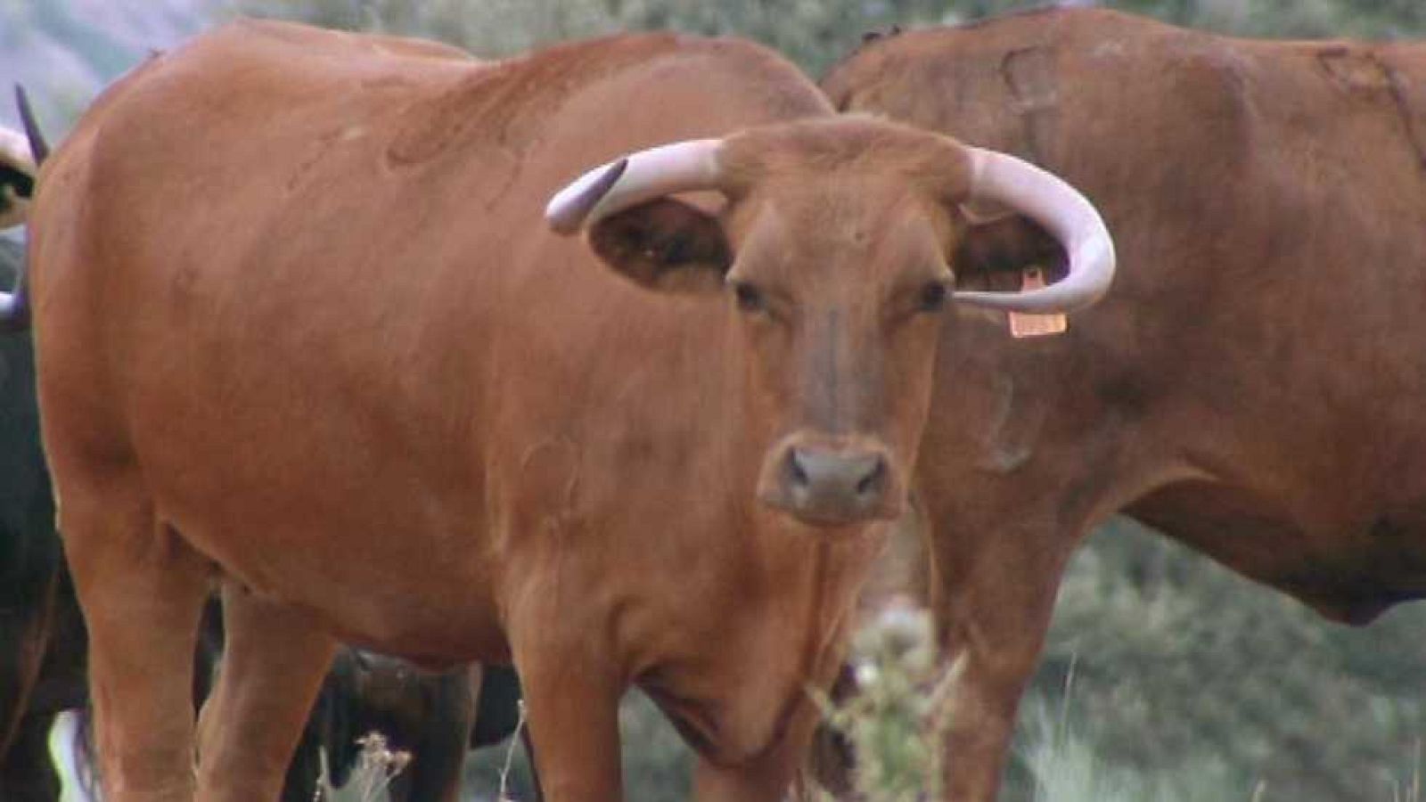 Encastes - Gamero Cívico - ver ahora