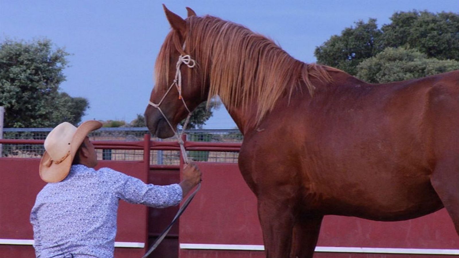 El encantador de caballos