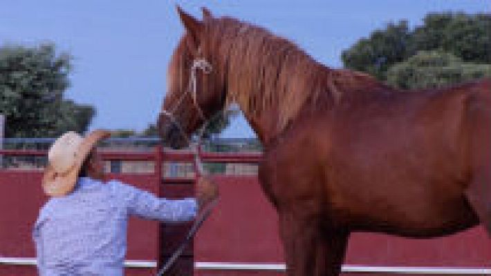 Aquí la Tierra - El encantador de caballos