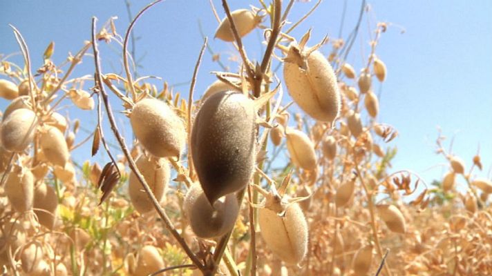 Aquí la Tierra - Este garbanzo tiene nombre propio
