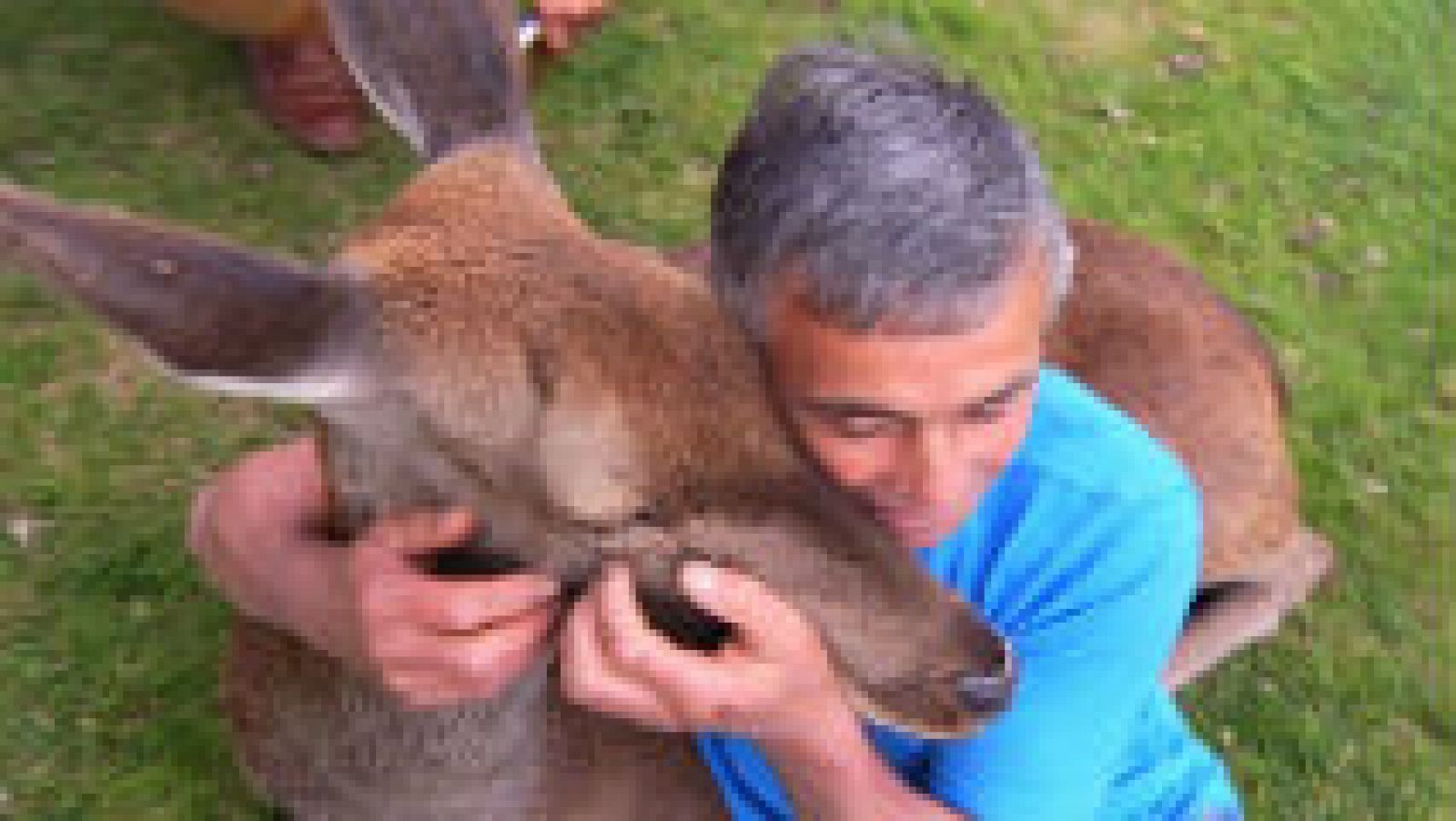 Bambi, un amigo fiel