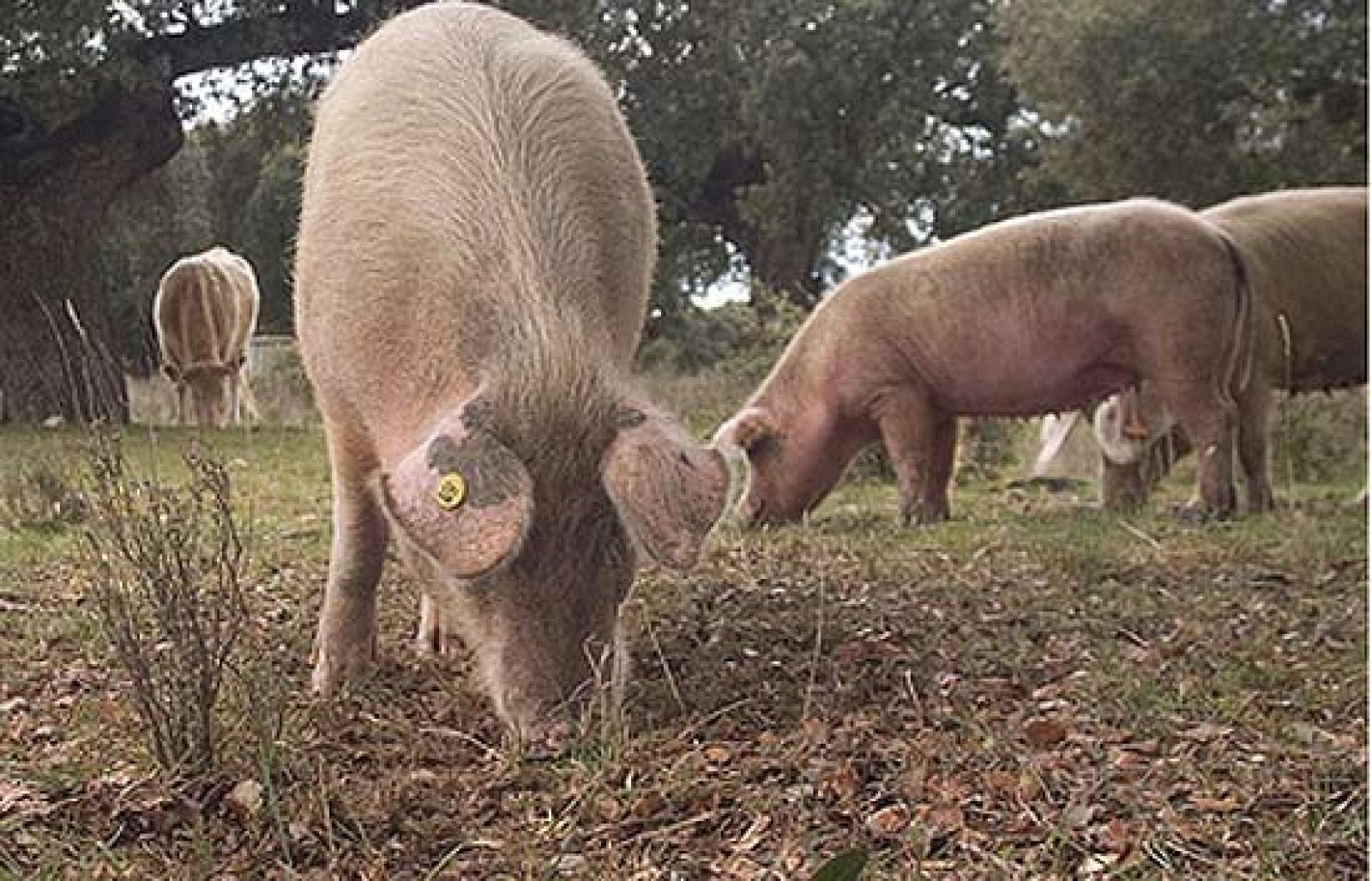 En busca del ADN del cerdo ibérico puro