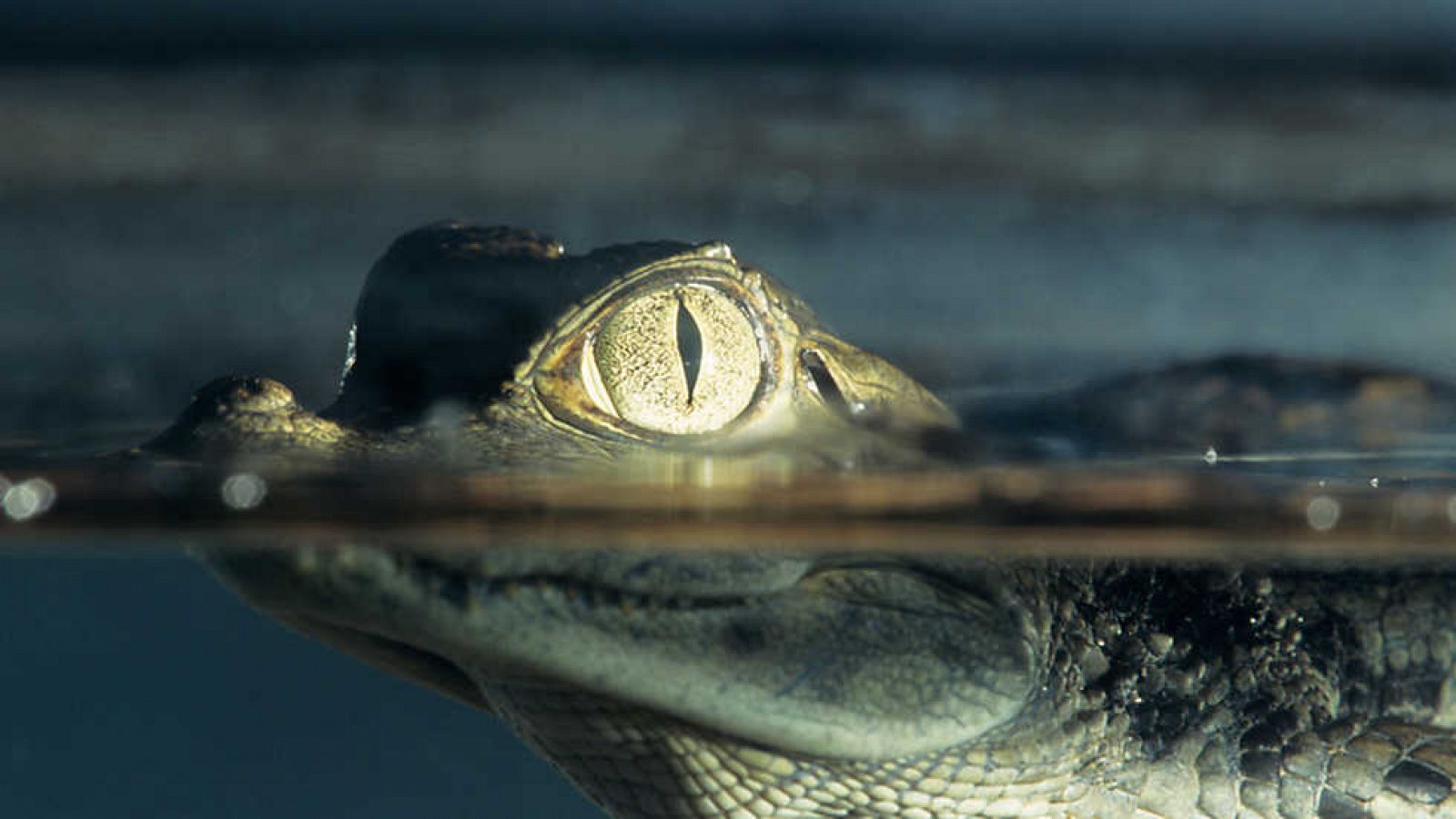 Grandes documentales - Alamto, el paraíso de los reptiles