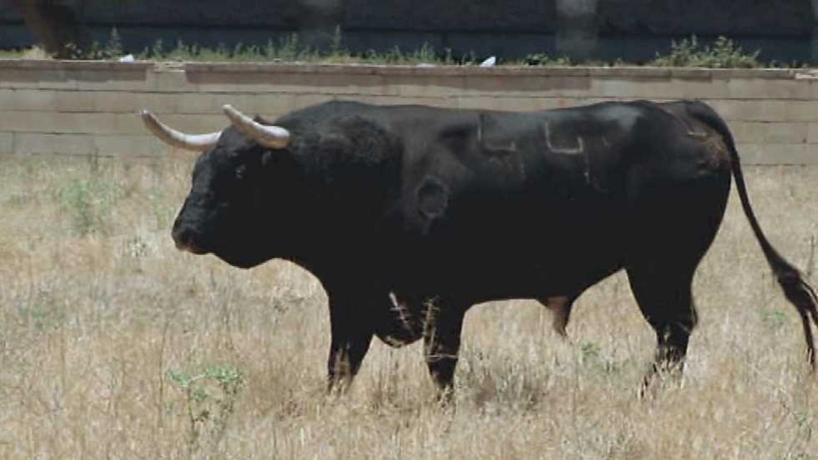 Encastes - Contreras - ver ahora