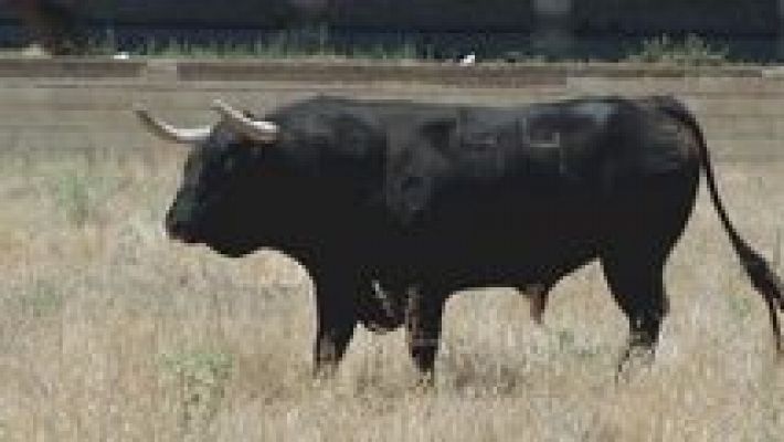 Encastes - Contreras