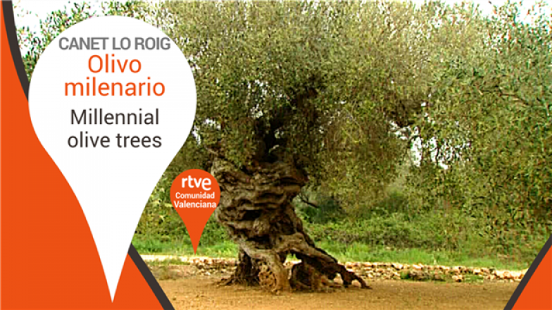 Olivo Milenario - Canet lo Roig, Valencia - Millennial olive trees.