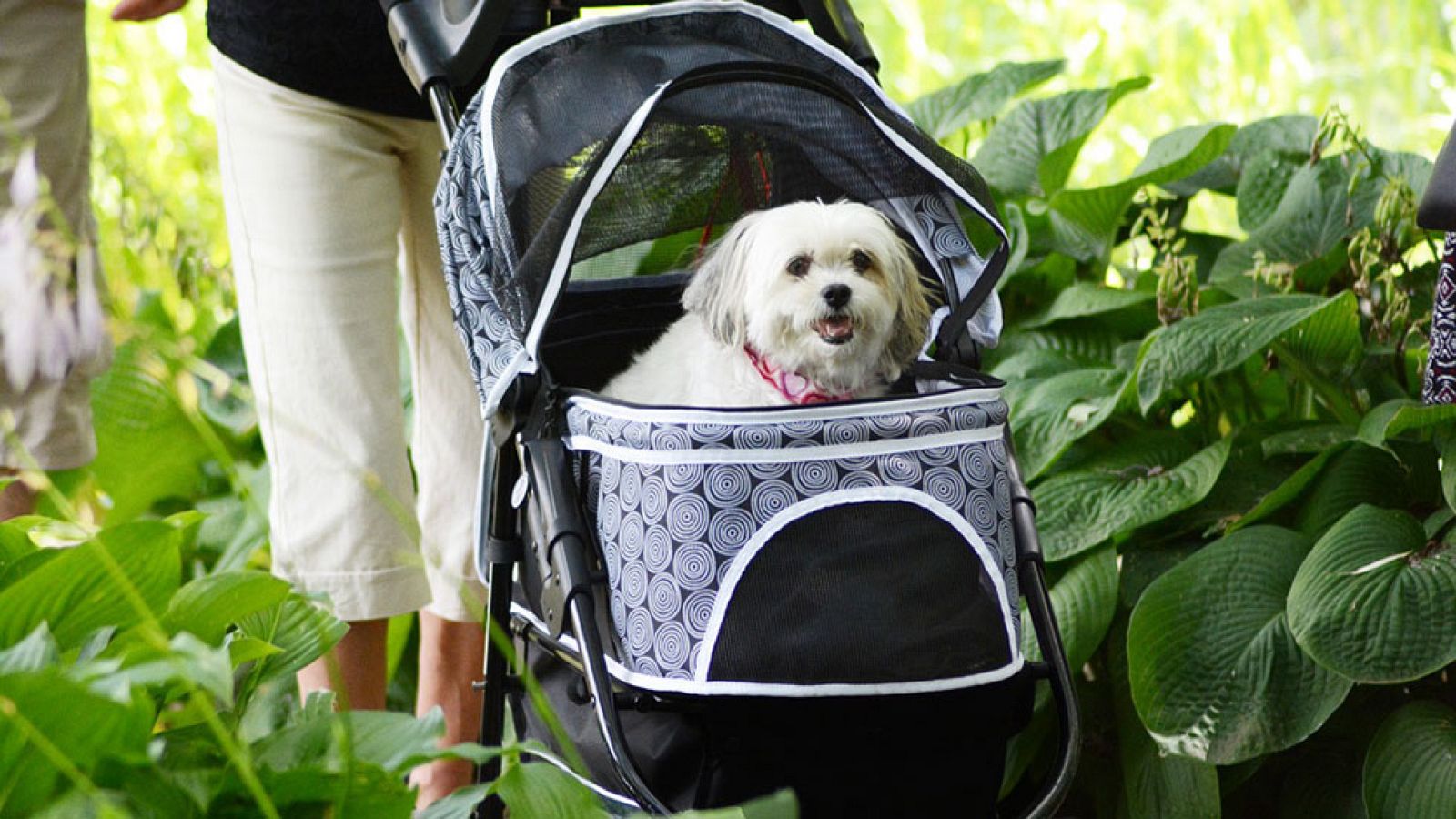 Cómo viajar con mascotas para garantizar un trayecto seguro