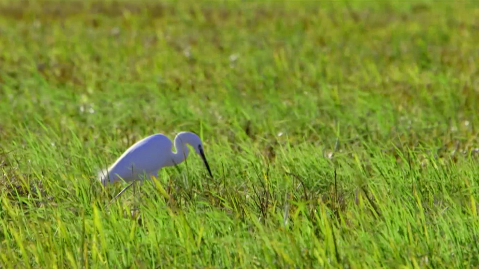  Red Natura 2000 - L'albufera valenciana, con Anna