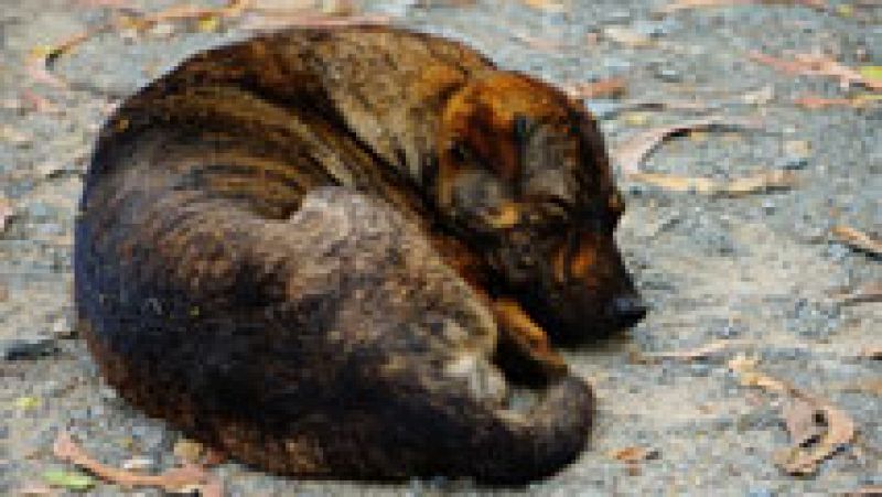 La Guardia Civil lanza una campaña contra el maltrato animal