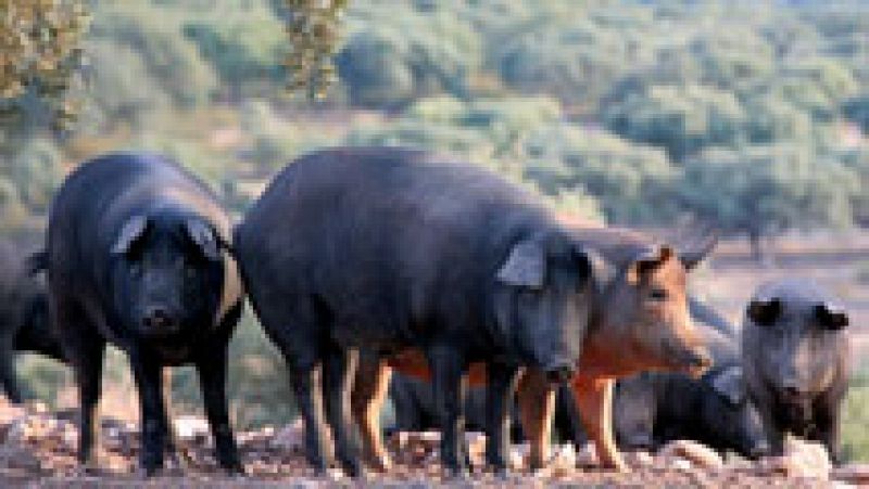 La denominación de "pata negra" podrá utilizarse siempre que sea cerdo ibérico 100% y alimentado con bellota