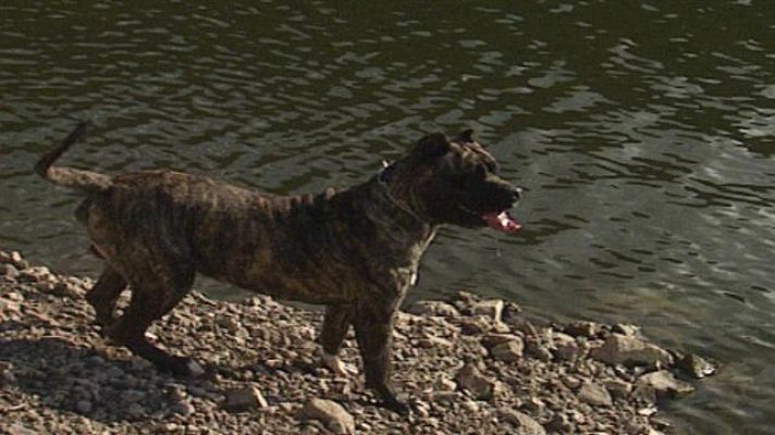 Presa canario