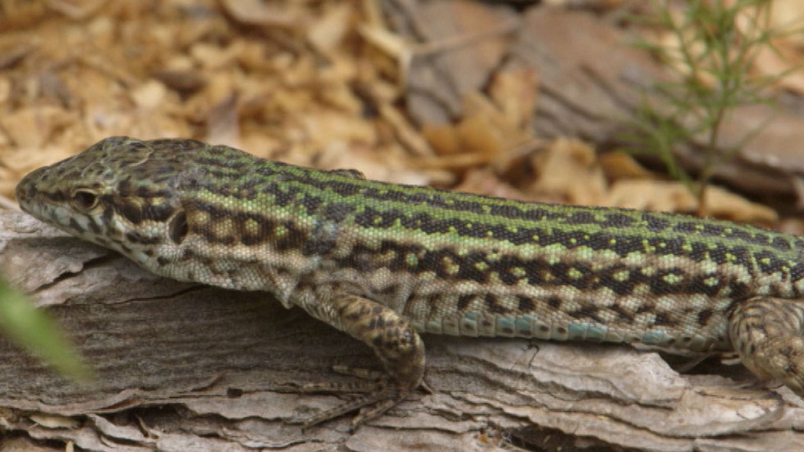 Red Natura 2000: Serra Grossa | RTVE Play