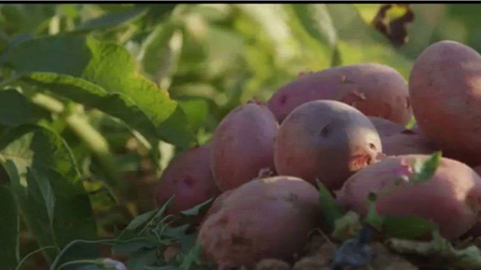  Serra Grossa, con Jordi y sus huertos ecológicos - avance