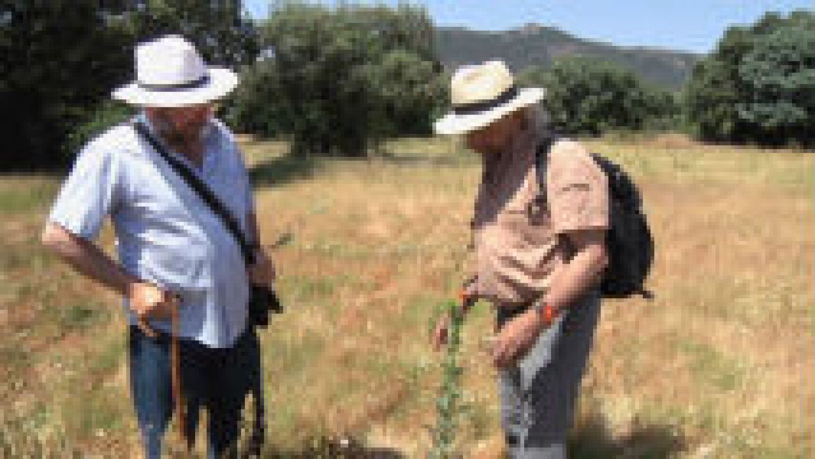 Remedios naturales: planta siempre viva y senecio 