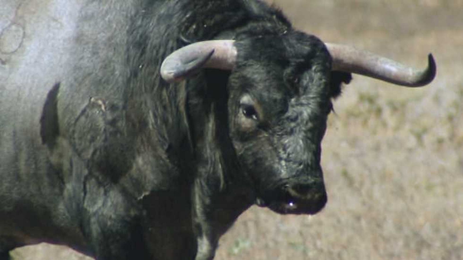 Encastes - Conde de la Corte y Gallardo - ver ahora