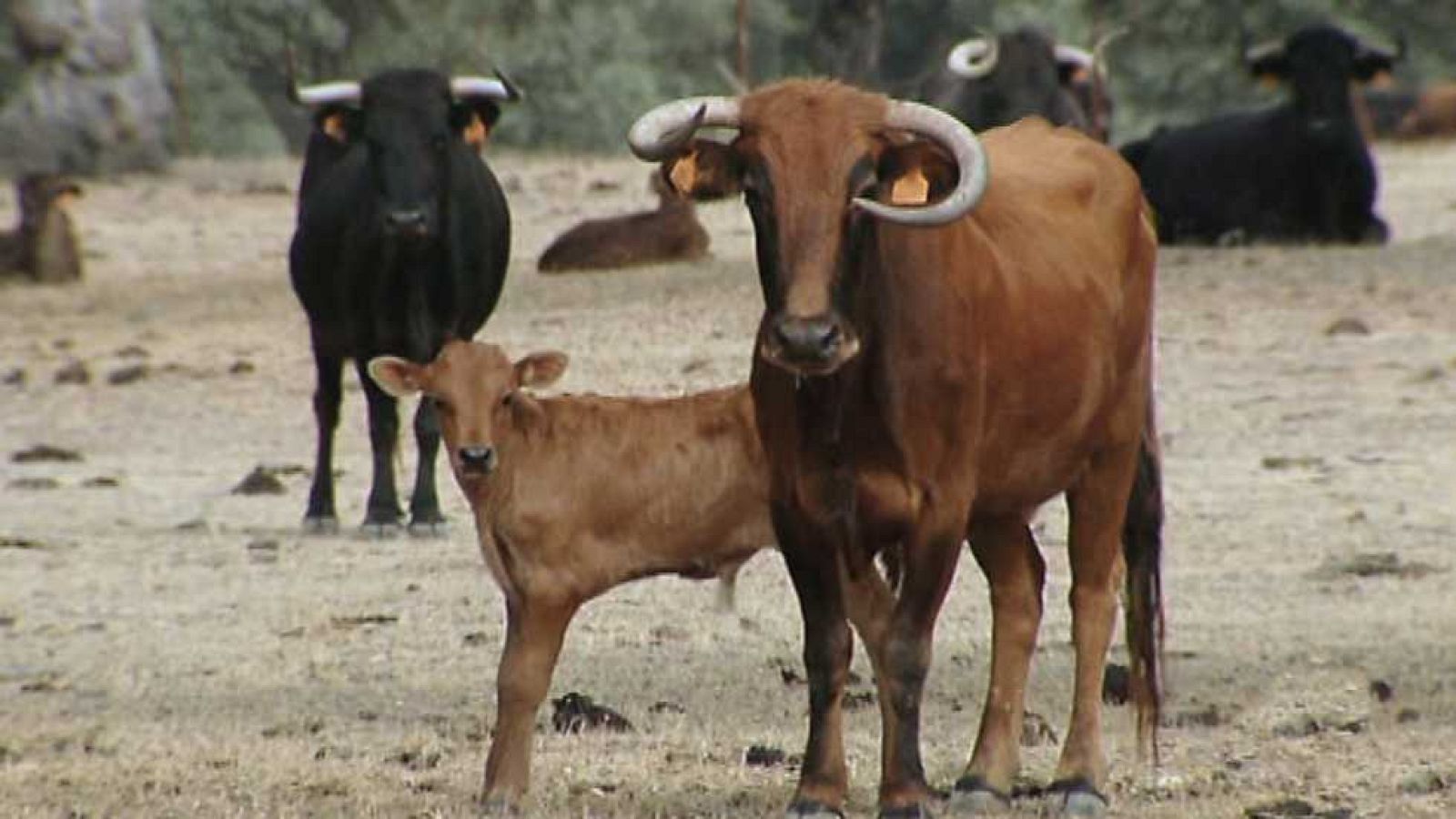 Encastes - Domecq - ver ahora