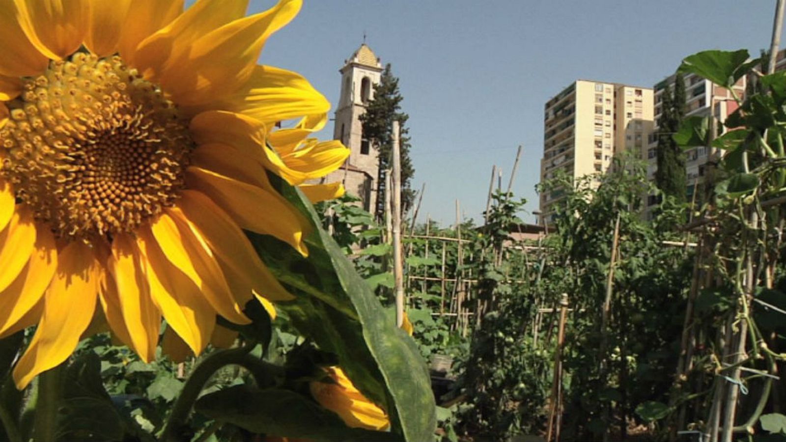 Huertos en el corazón de la ciudad