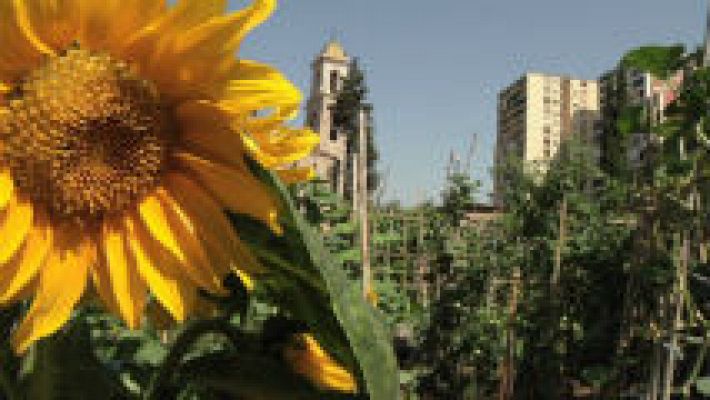 Aquí la Tierra - Huertos en el corazón de la ciudad