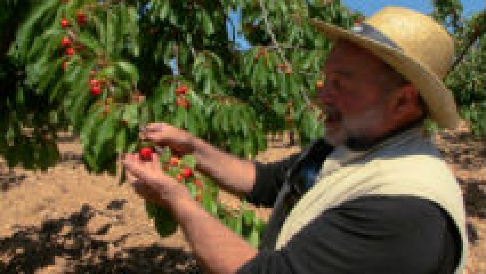 ¿Cuántos tipos de cerezas hay?