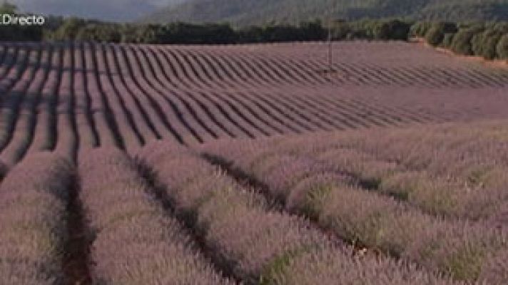 Un maravilloso campo de lavanda  