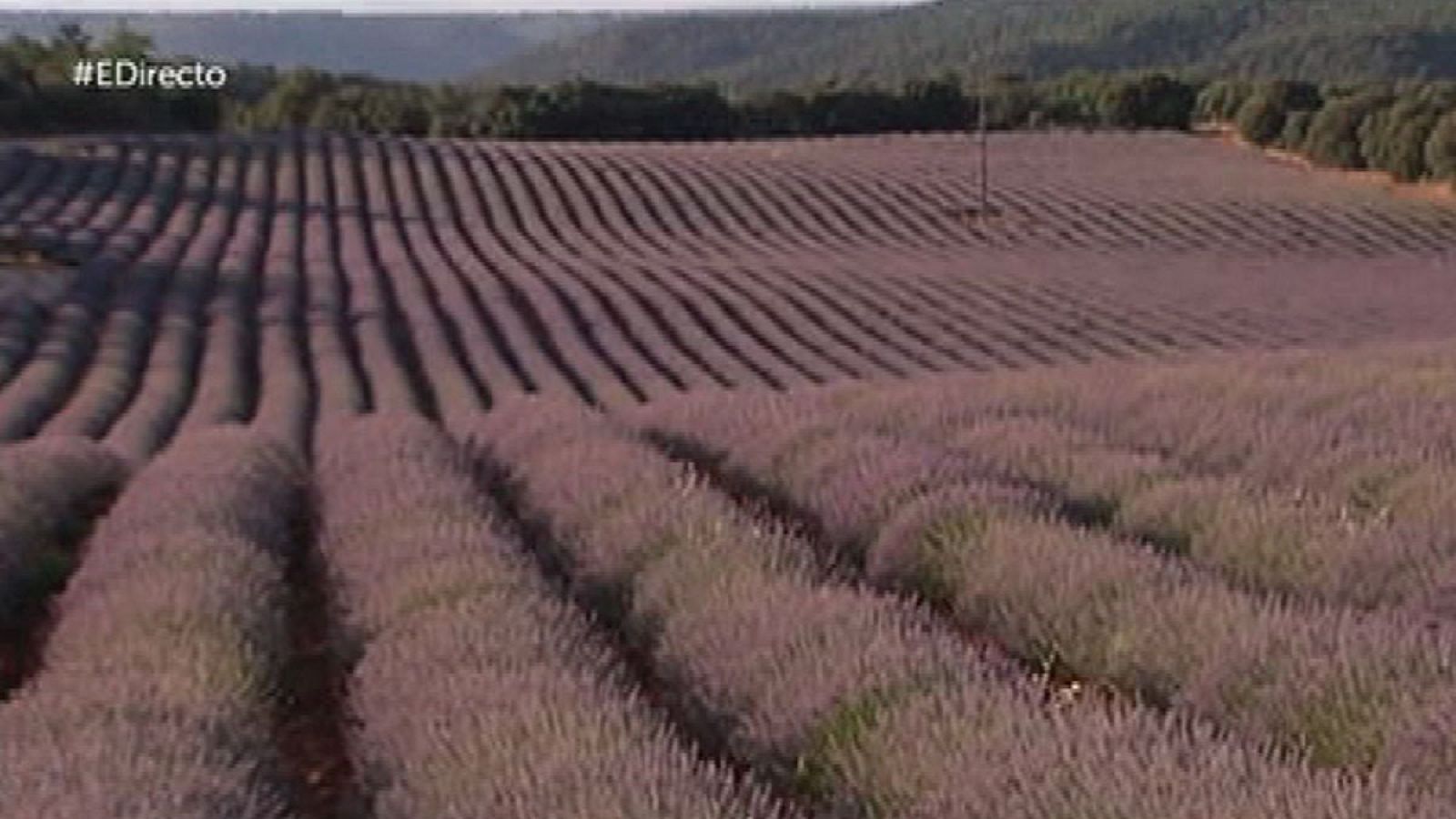 Un maravilloso campo de lavanda  