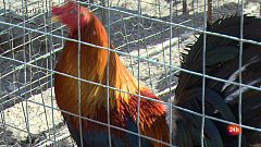 José Luis Martín nos enseña sus gallos de pelea