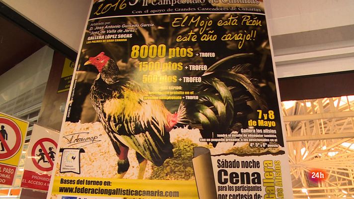 Comando Actualidad - Gallus Maximus - Clip 1