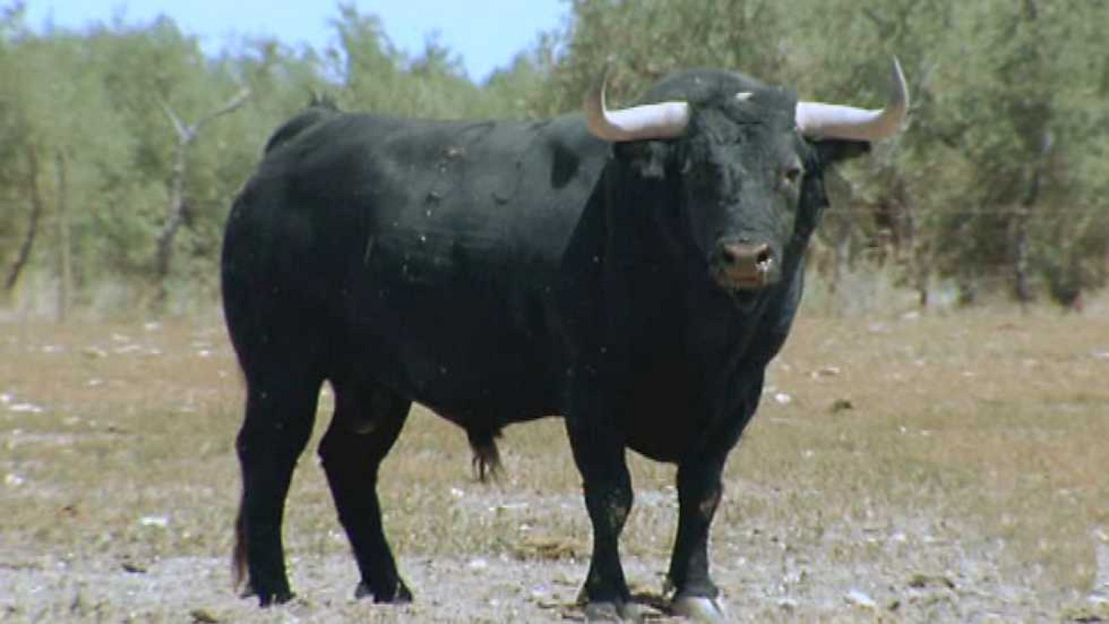 Encastes - Hidalgo Barquero y Buendía - ver ahora