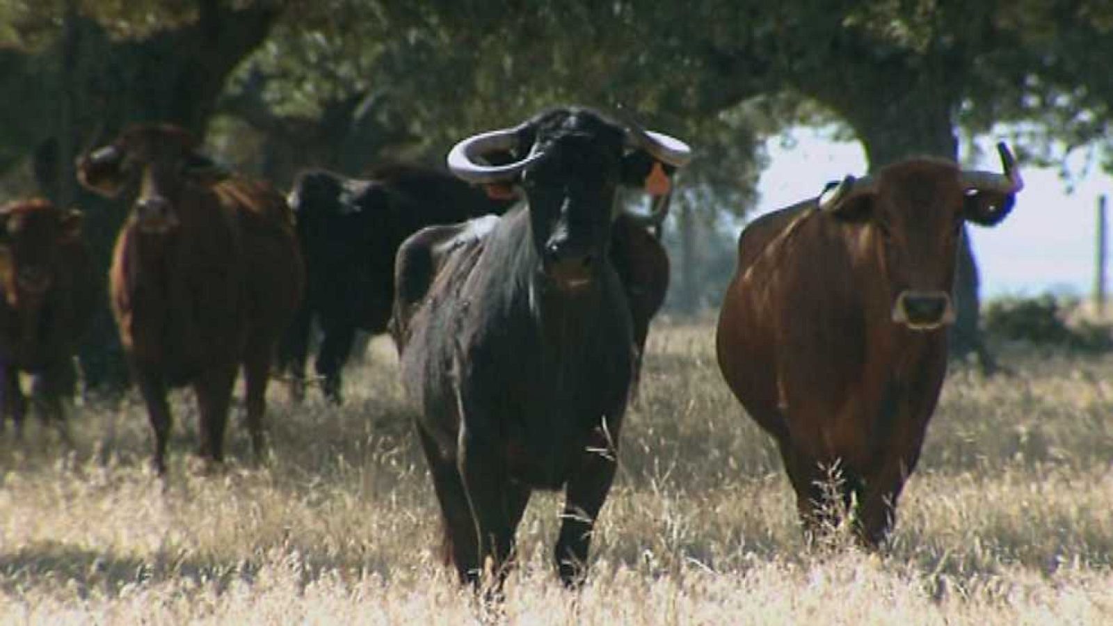 Encastes - Otros Domecq - ver ahora